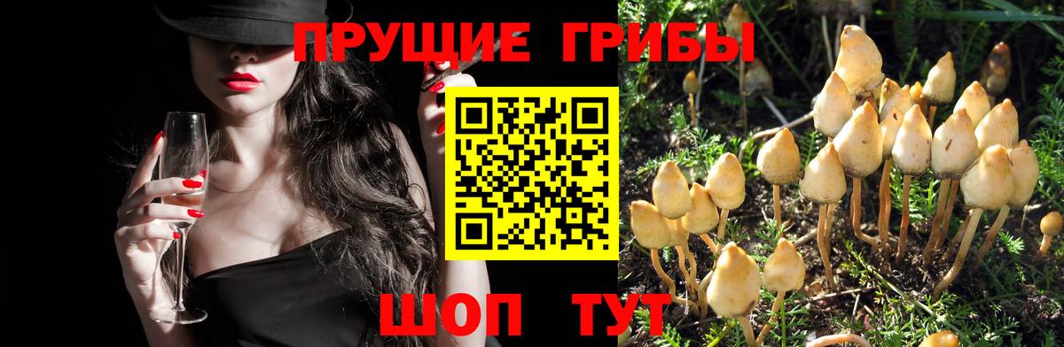 Острогожск  Псилоцибиновые грибы MAGIC MUSHROOMS  Вход с VPN 